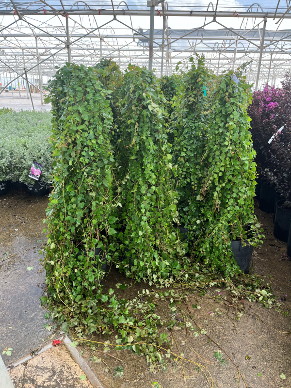 Green Showers Boston Ivy