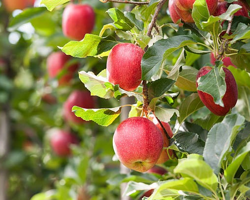 Red Delicious