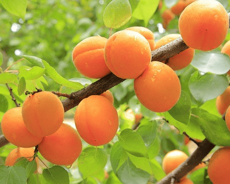 Chinese Mormon Apricot