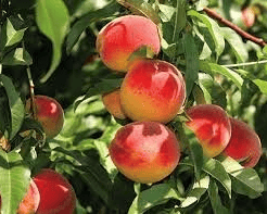 Redhaven Peache