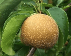 Hosui Asian Pear