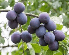 Mt. Royal Plum