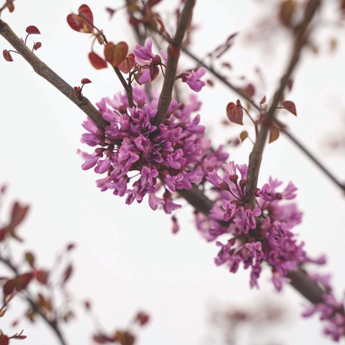 Garden Gems® Amethyst Redbud Bush