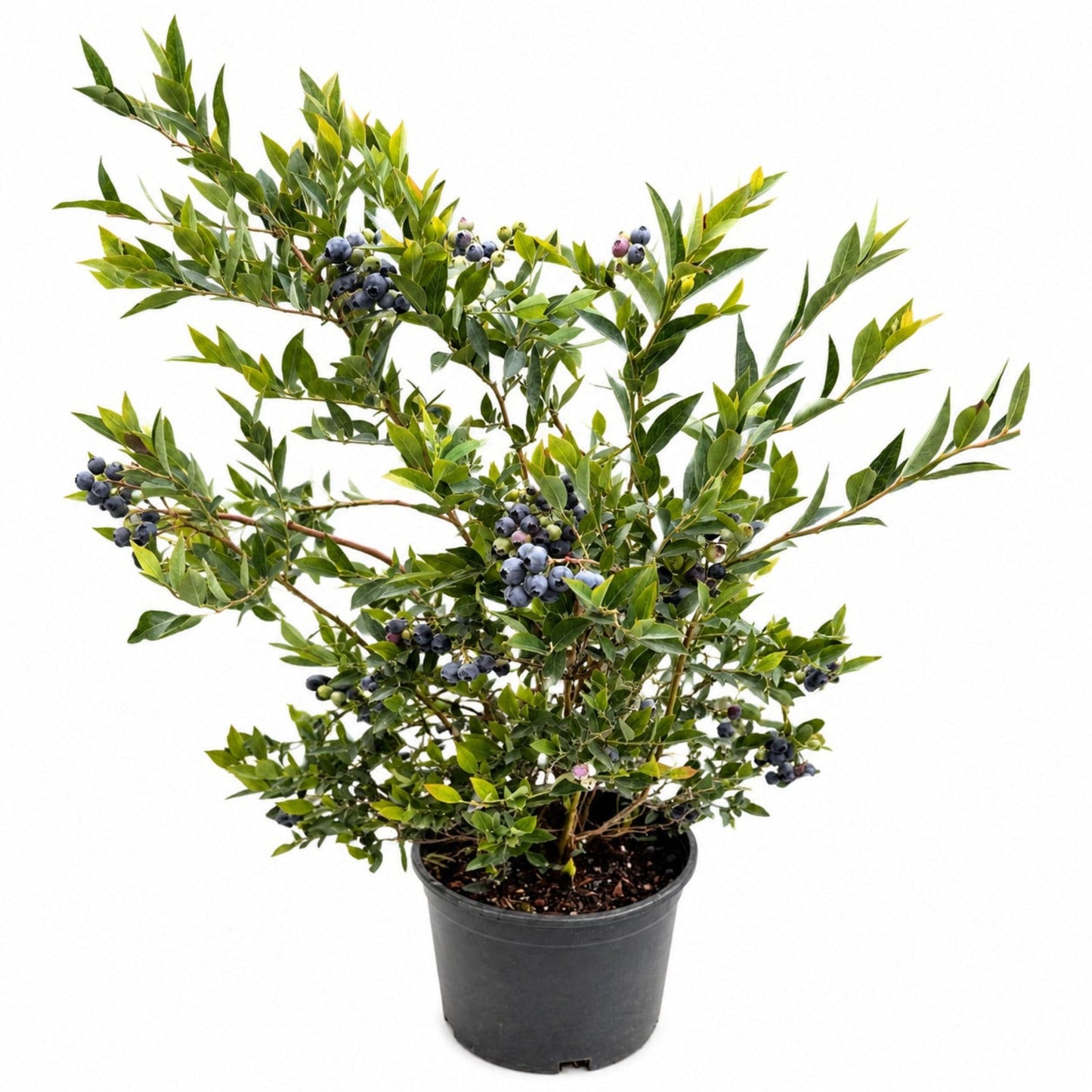 Mini Blues Blueberry