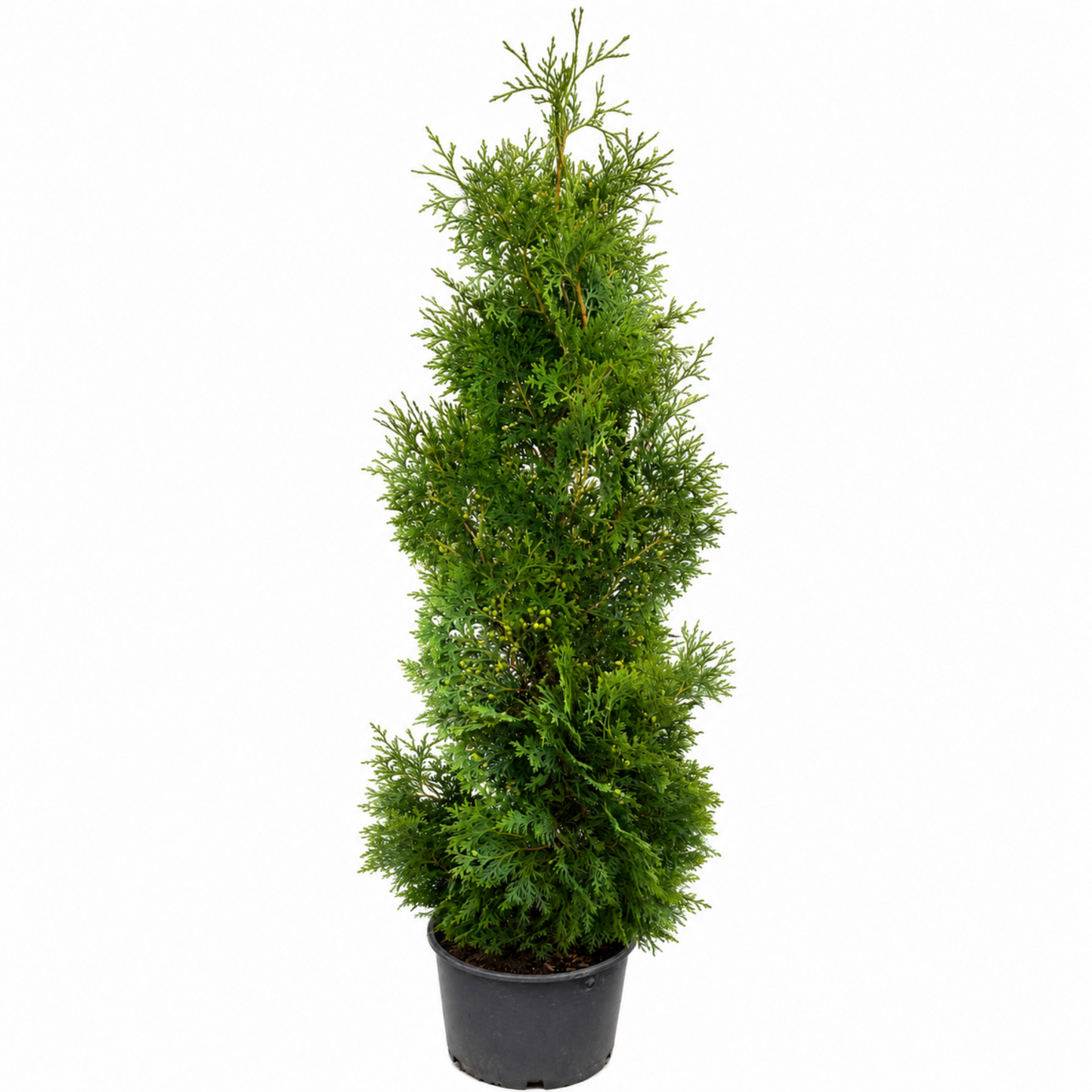 Holmstrup Arborvitae