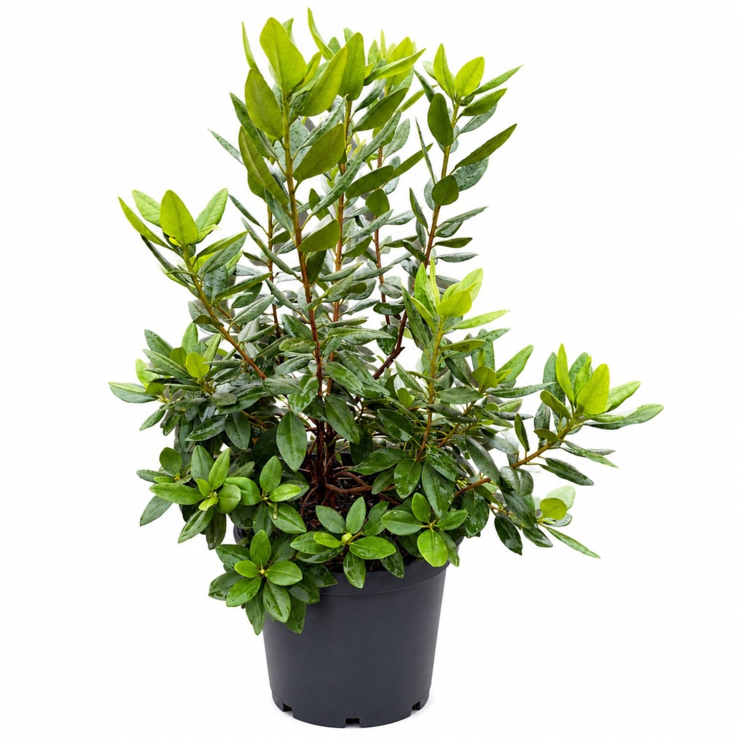 PJM Elite Rhododendron