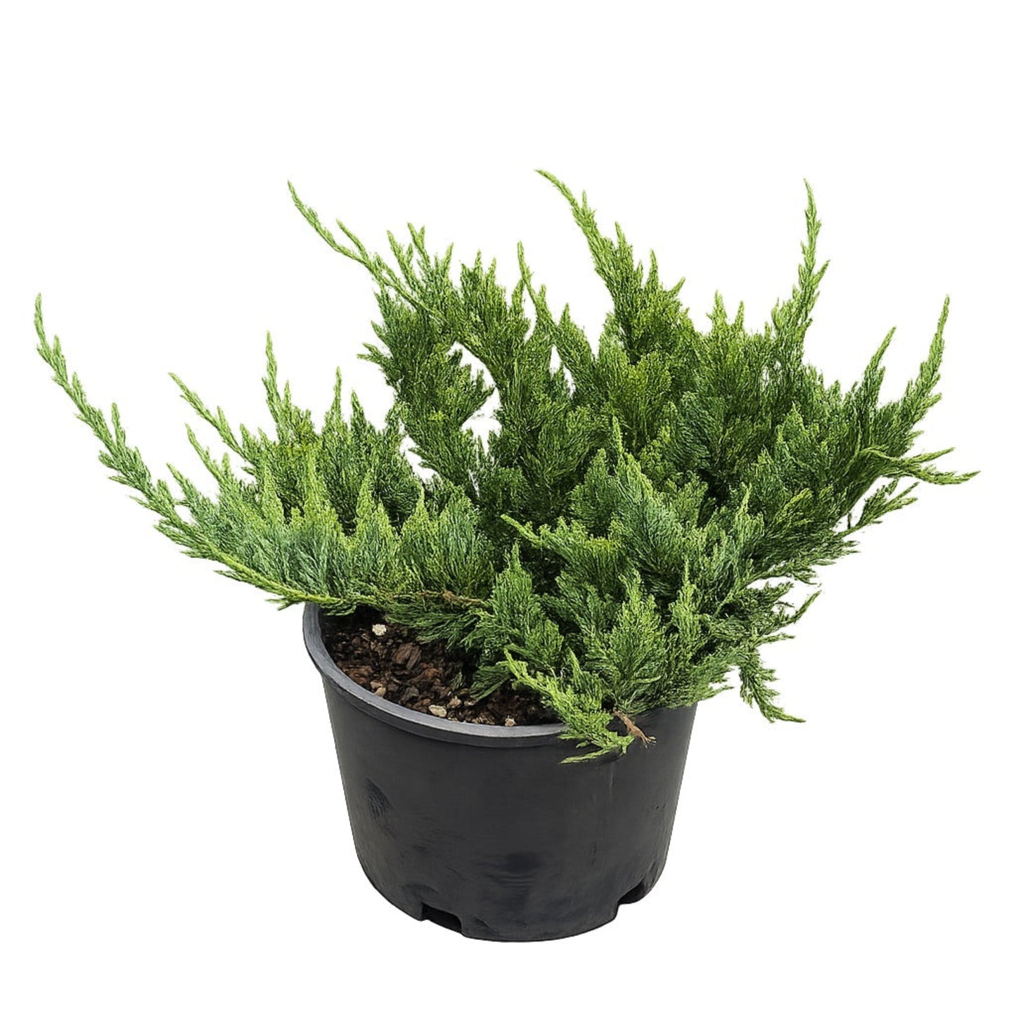 New Blue Tam Juniper