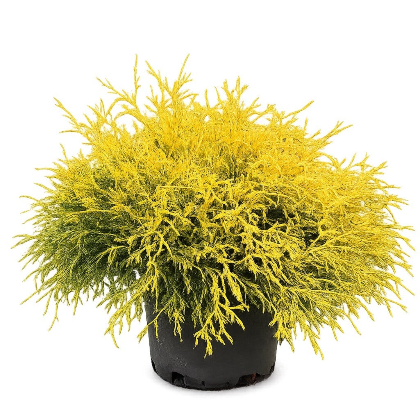 King's Gold Threadbranch Cypress