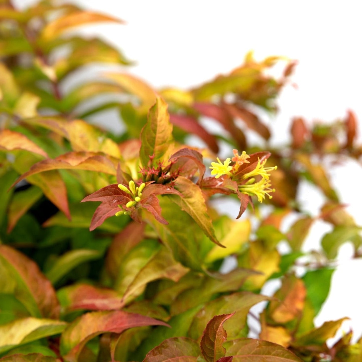 Firefly® Honeysuckle