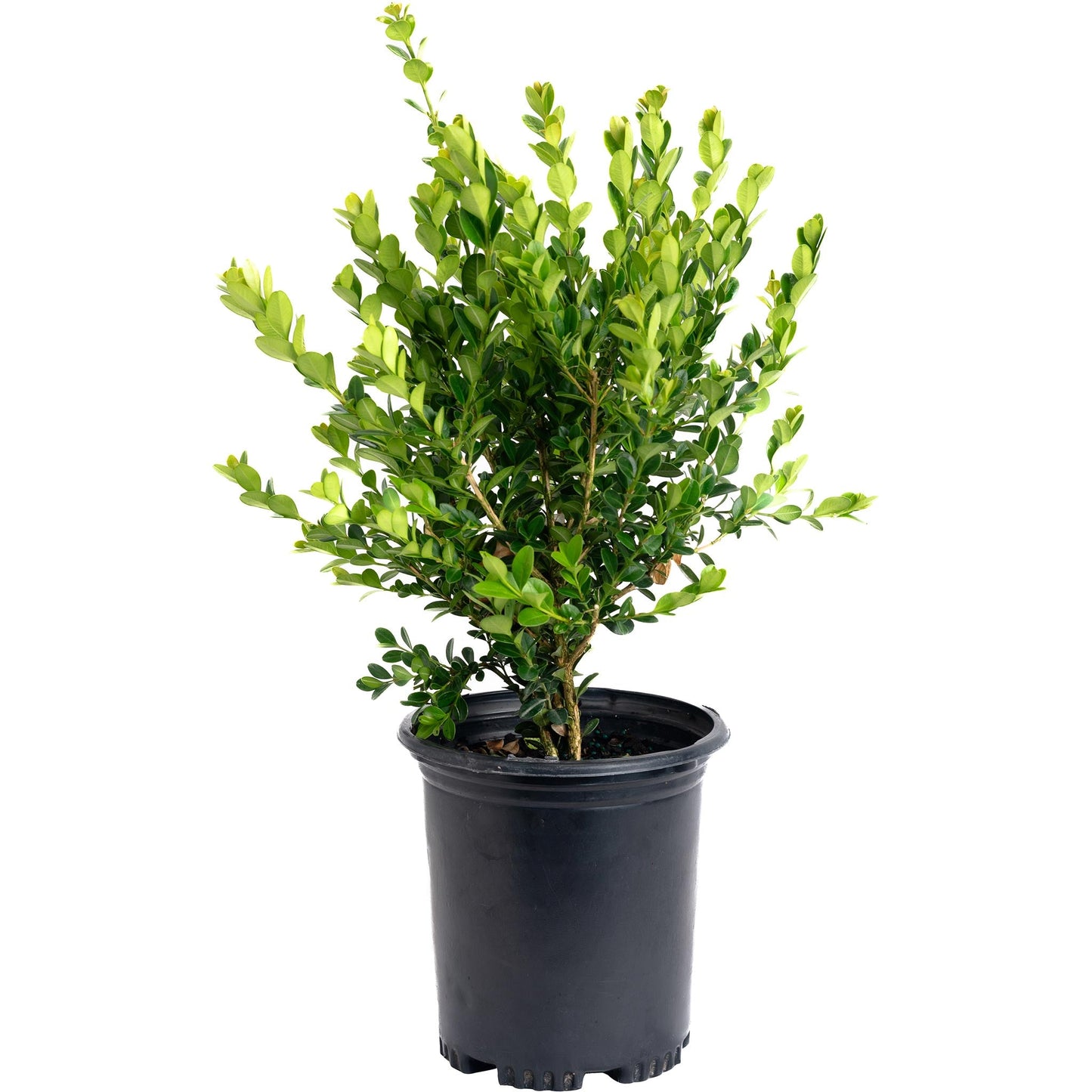 Winter Gem Boxwood