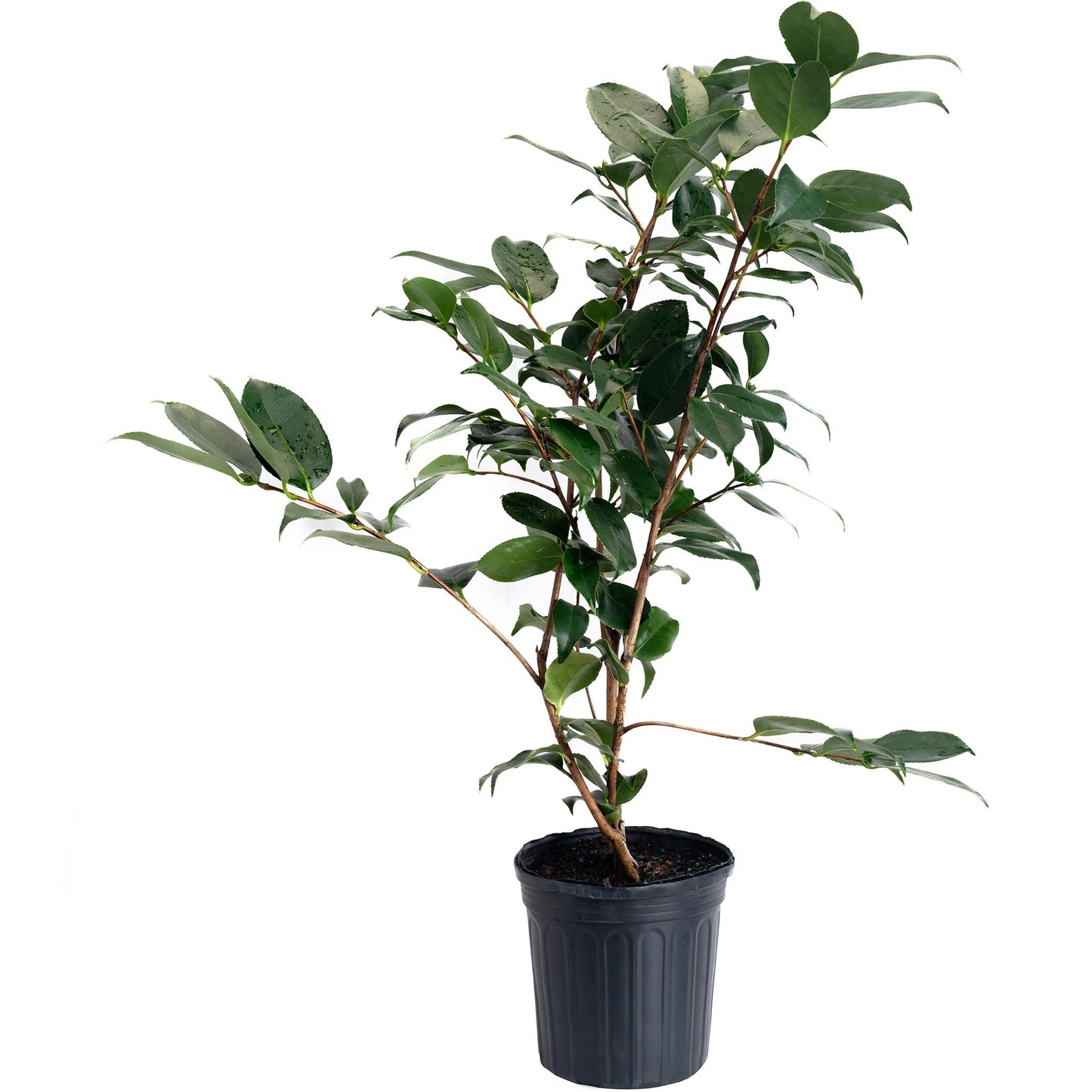 R.L. Wheeler Camellia