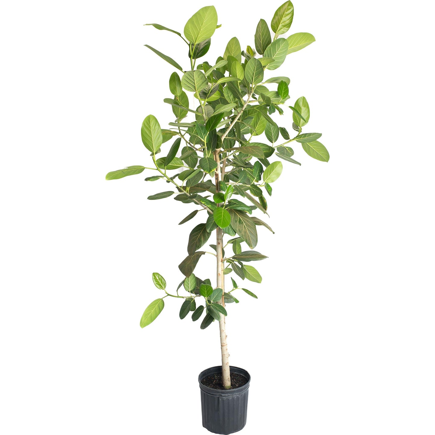 Ficus Audrey (Multi-stem)