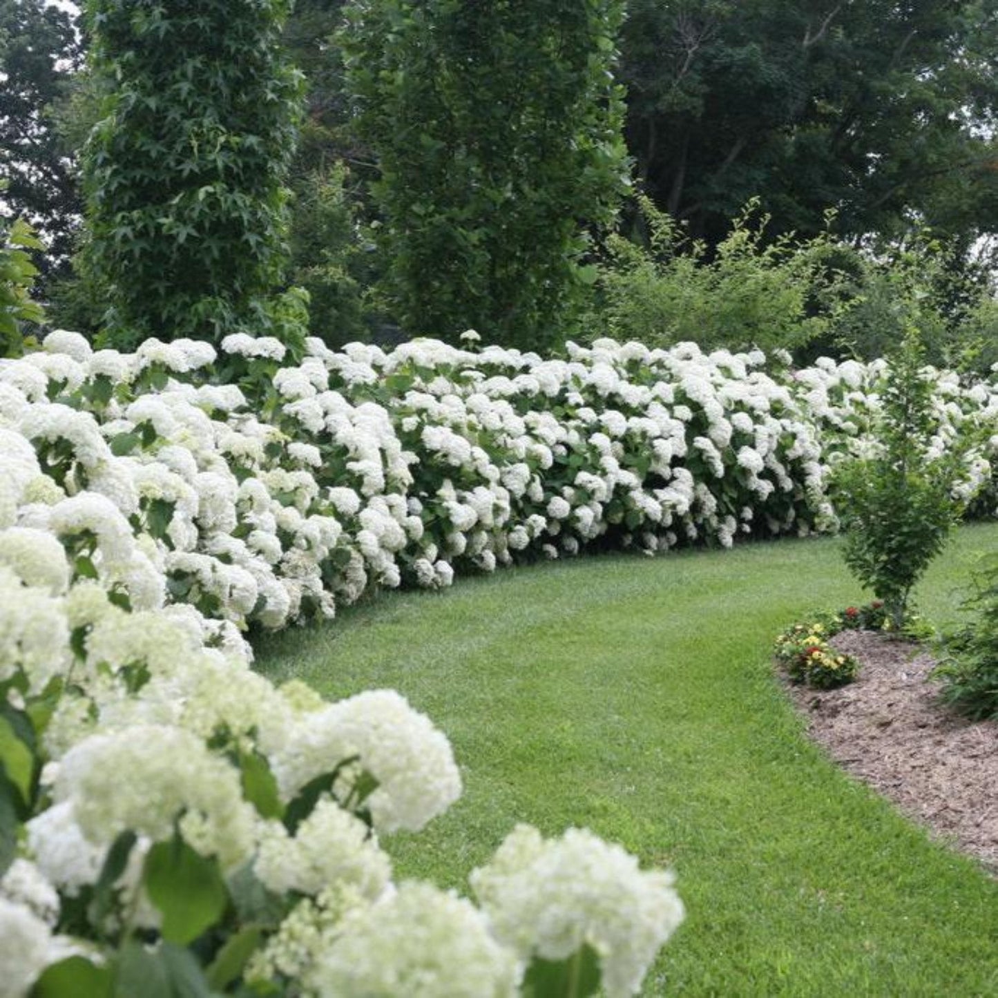 Incrediball Hydrangea hedge