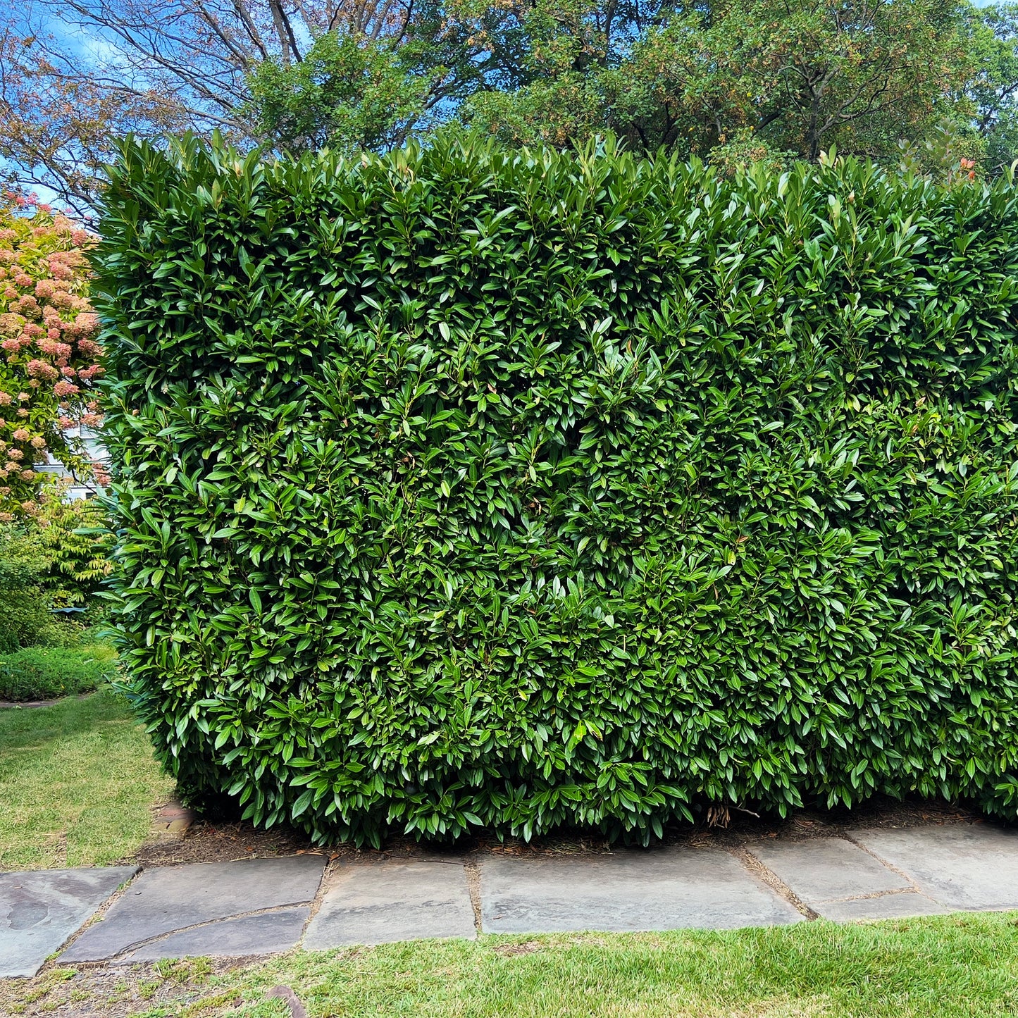 Skip Cherry Laurel