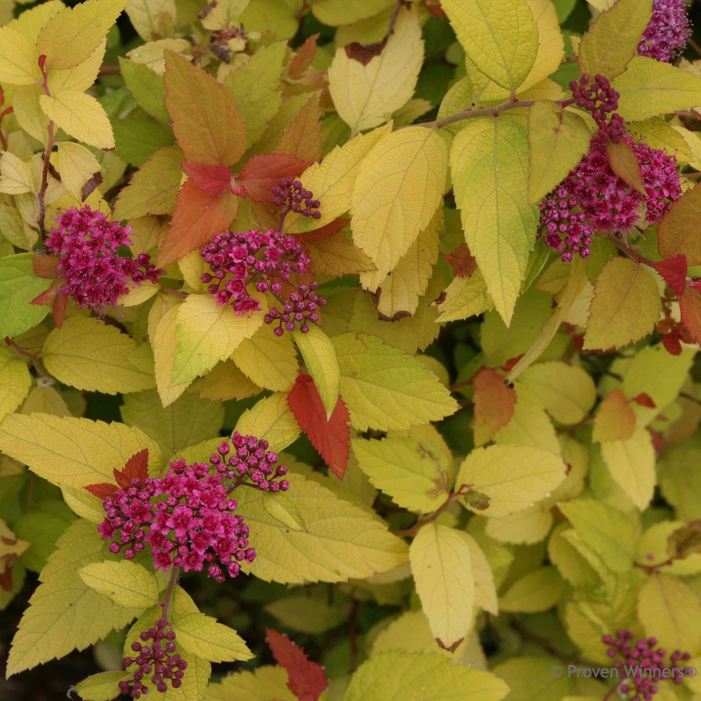 Double Play® Candy Corn® Spiraea
