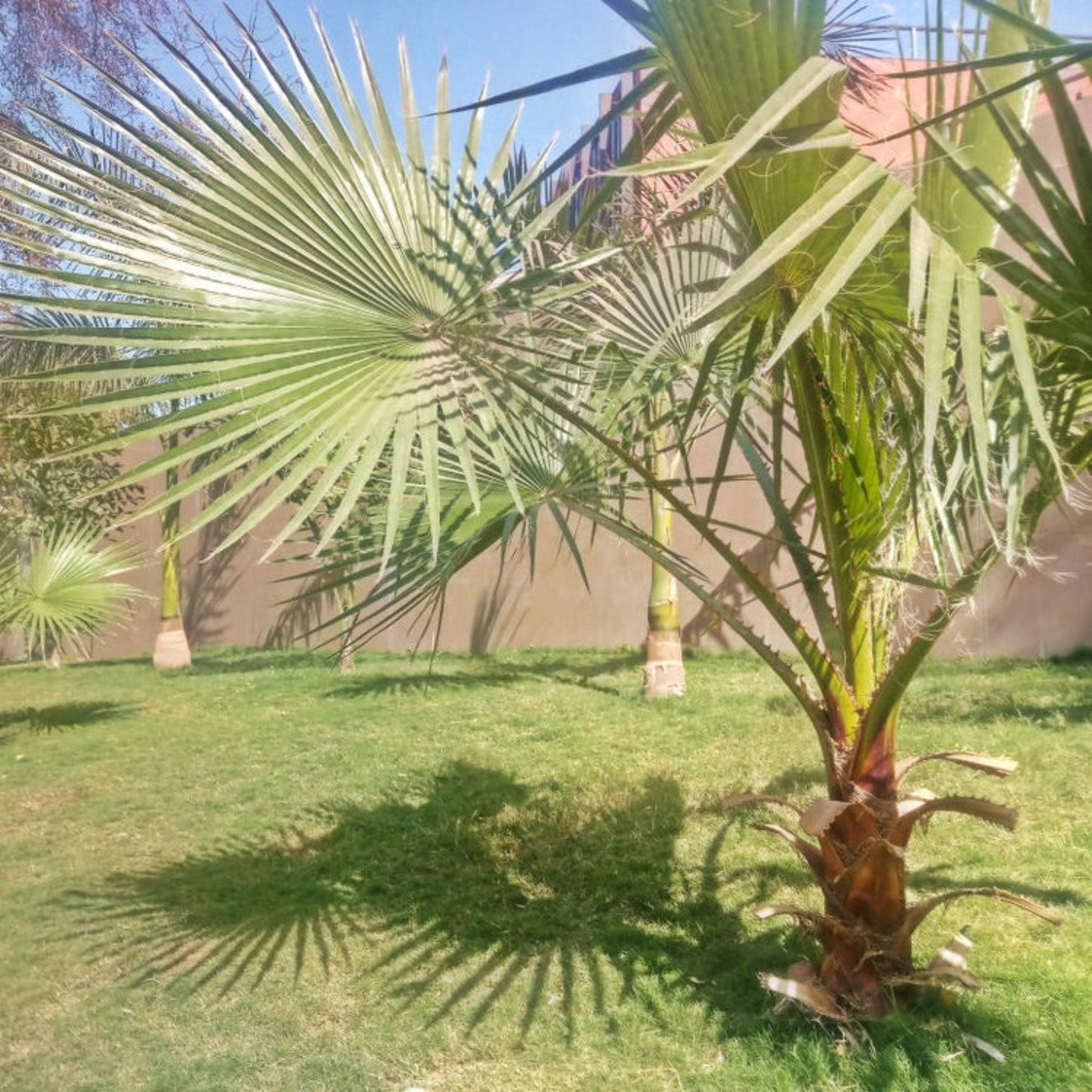 Dwarf Palmetto