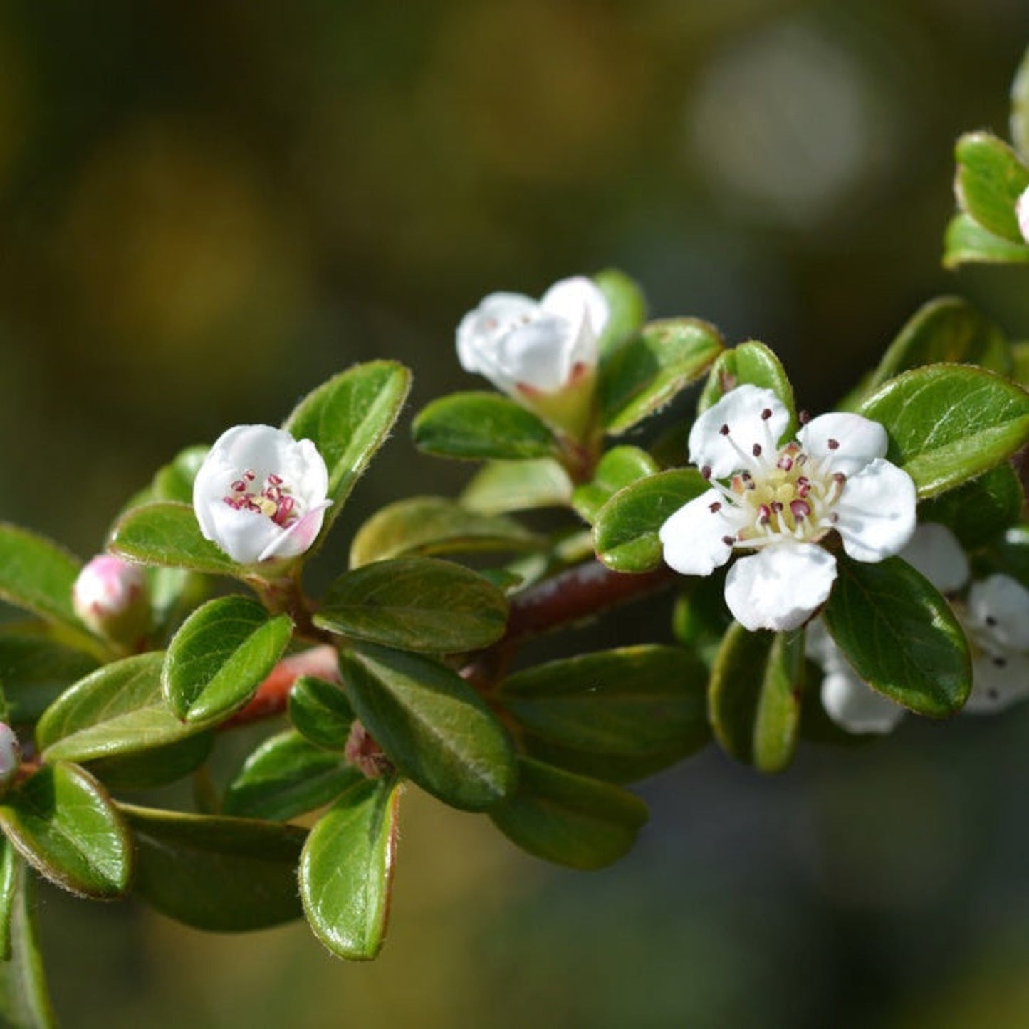 Coral Beauty Cotoneaster