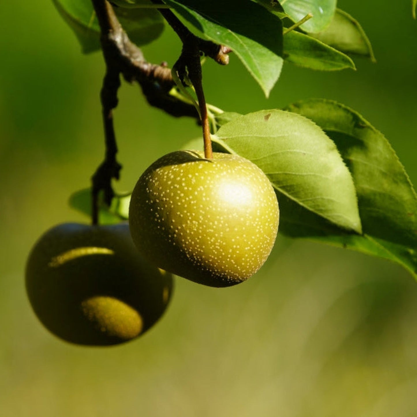 Hosui Asian Pear Tree