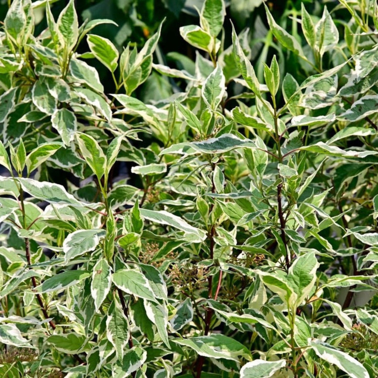 Ivory Halo® Dogwood