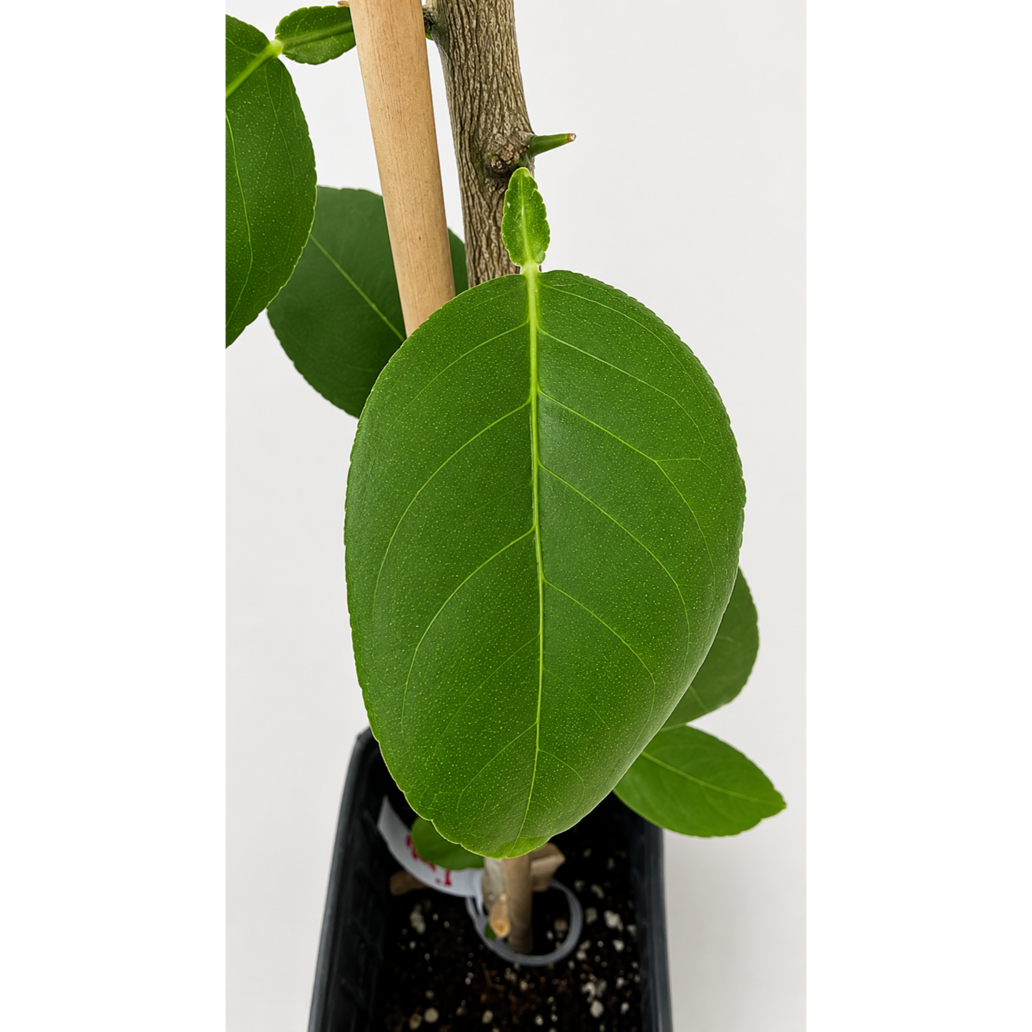 Key Lime Tree