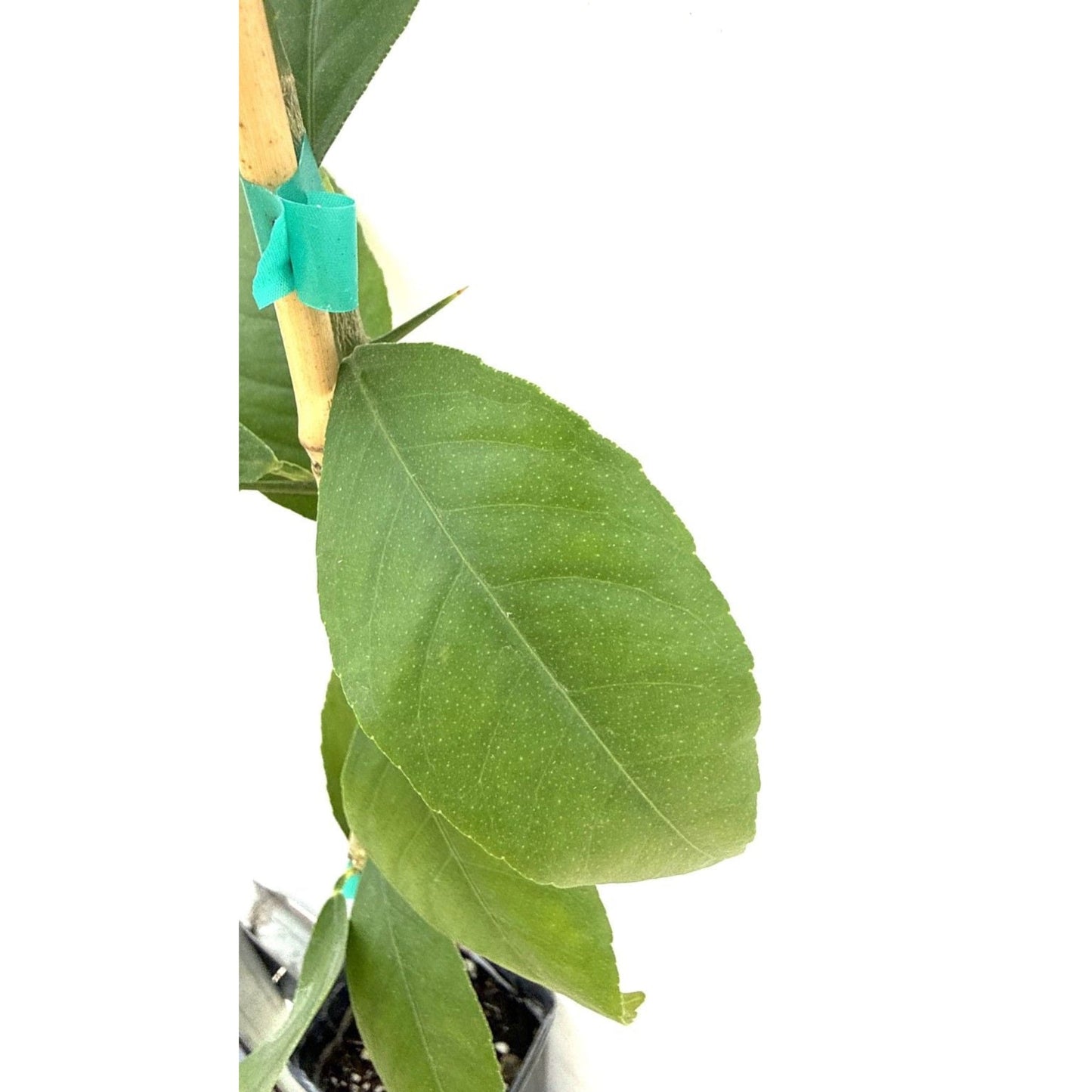 Improved Meyer Lemon Tree