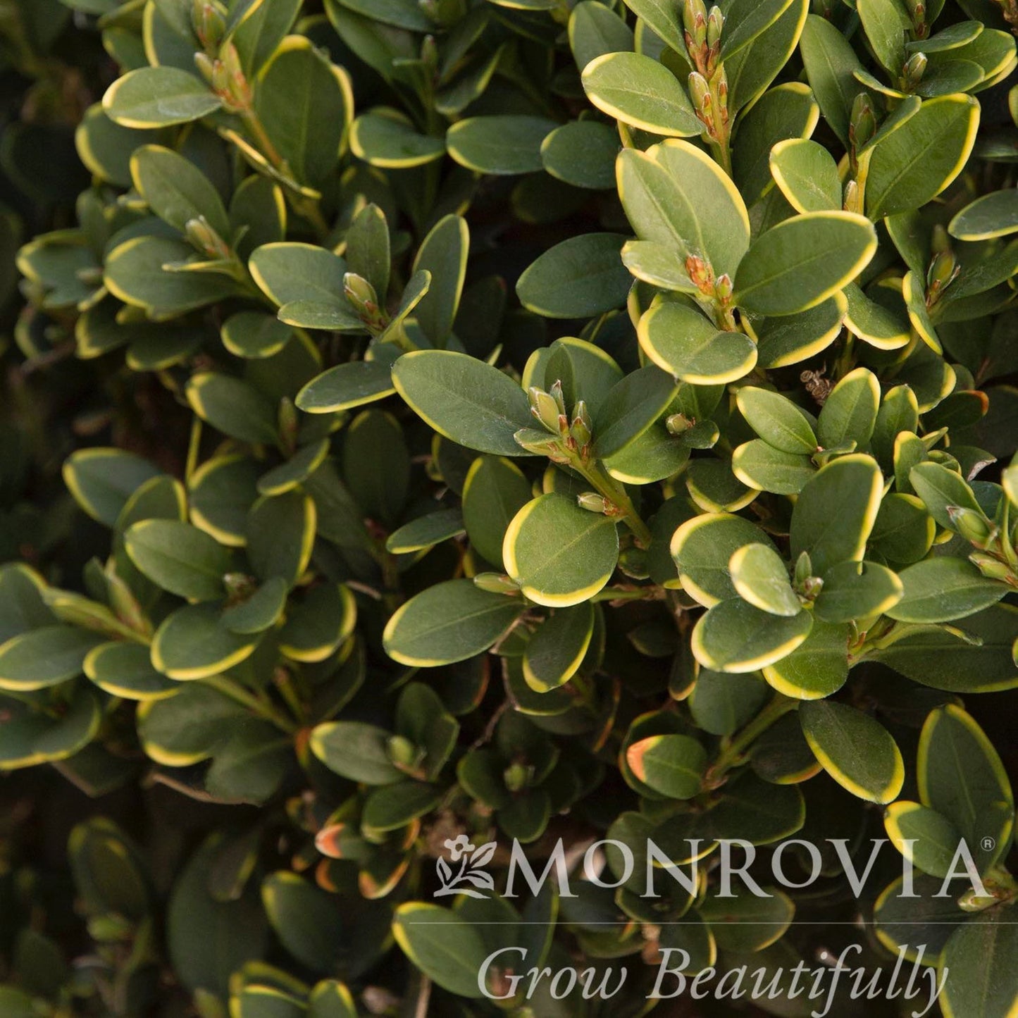 Green Mountain Topiary Boxwood