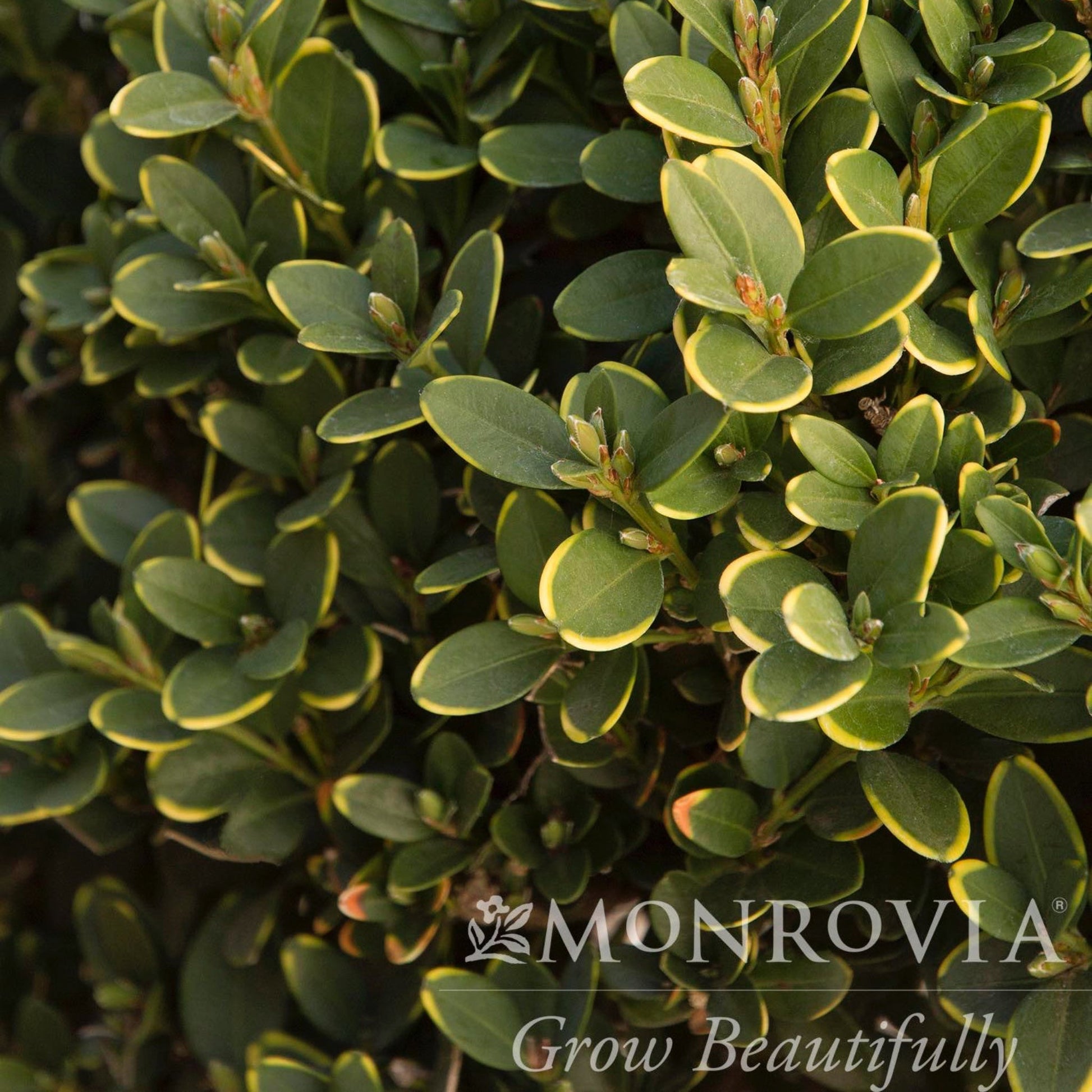 Green Mountain Topiary Boxwood