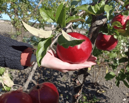 Arkansas Black Apple