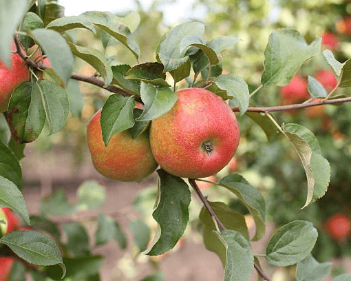 Honeycrisp