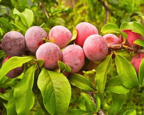 Plum Cot Apricot