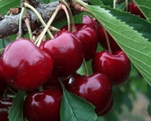 Lapins Cherry