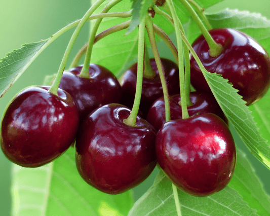Bing Cherry