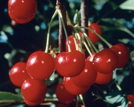 Montmorency Cherry