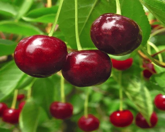 Stella Cherry