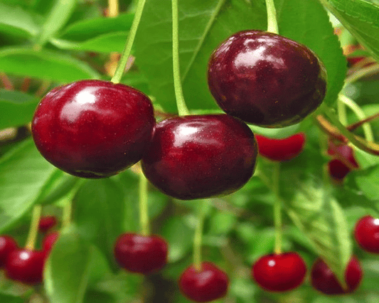Stella Cherry