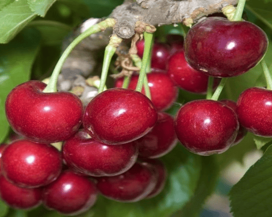 SweetheartTM Cherry