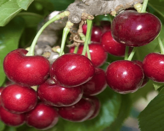 SweetheartTM Cherry