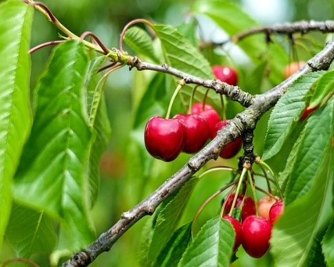 Early Richmond Cherry