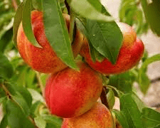 Flavortop Nectarine