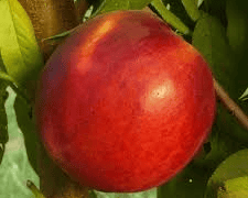 Fantasia Nectarine