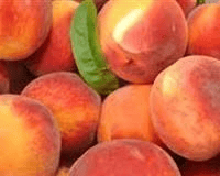 Cresthaven Peach