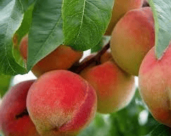 Reliance Peache