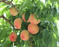 Hale Haven Peache