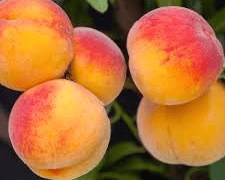 Early Elberta Peache