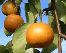 Chojuro Pear