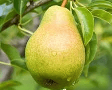Anjou Pear