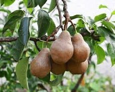 Bosc Pear