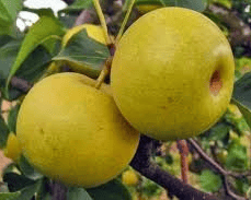Shinseiki Pear