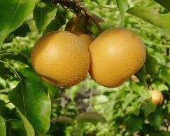 Shinko Asian Pear