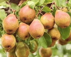 Dwarf Comice Pear